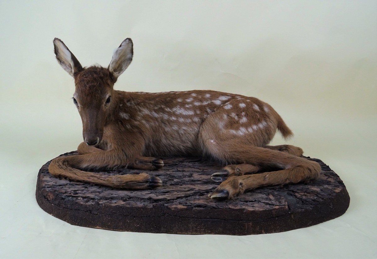 Taxidermy Young Fallow Deer 
